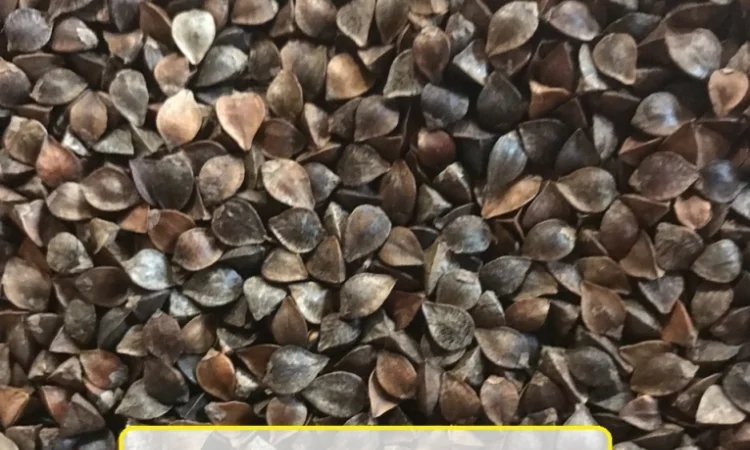 Продается семена гречки сорта Арно 1-Р - фото № 1