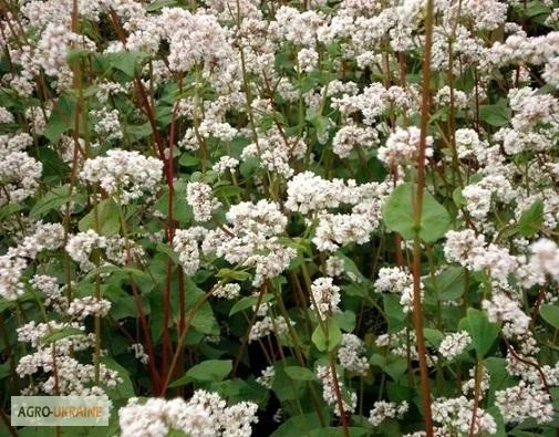 Насіння гречки сорту Девятка – висока урожайність - фото № 1