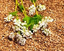 Продается высококачественное зерно гречки - фото № 1