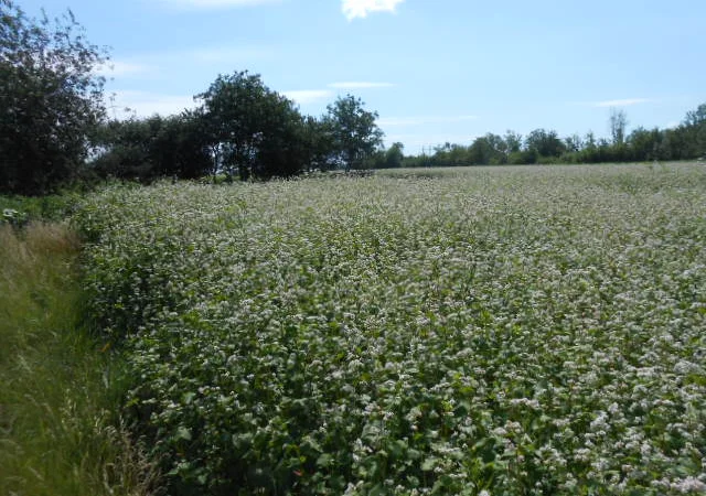 Гречка сорт Ярославна, Селяночка на продажу - фото № 1