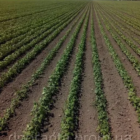 Насіння гречки від насіннєвого заводу - фото № 3