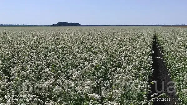 Насіння гречки від насіннєвого заводу - фото № 4