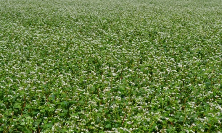 Продается семена гречки сорта Виктория - фото № 1