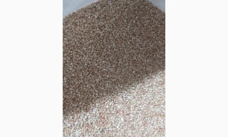 Гречка нежарена, продаж - фото № 1