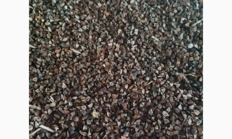 Продается гречка оптом - фото № 2