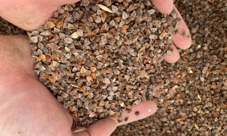 Гречка неочищенная, мешки по 30 кг - фото № 1