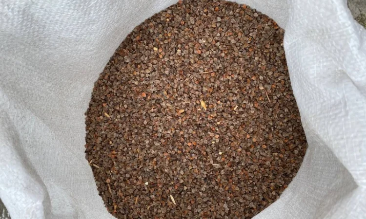 Гречка неочищенная, мешки по 30 кг - фото № 3