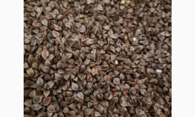 Продаю насіння гречки 15 тн - фото № 1