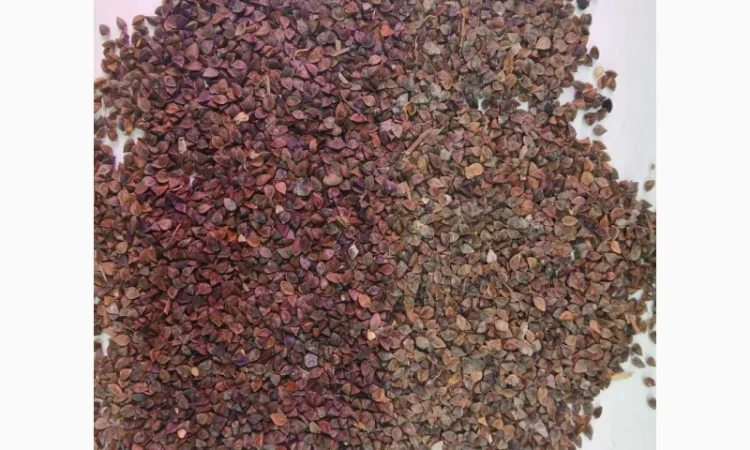 Продаж гречки (гречихи) в Луцьку - фото № 1