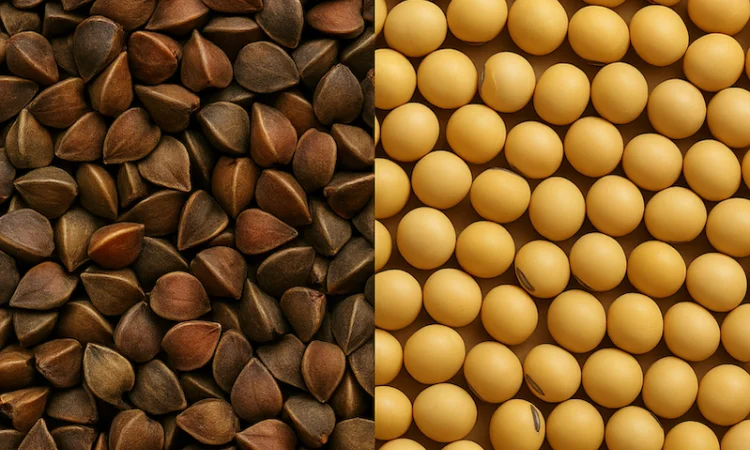 Насіння гречки та сої від виробника - фото № 1