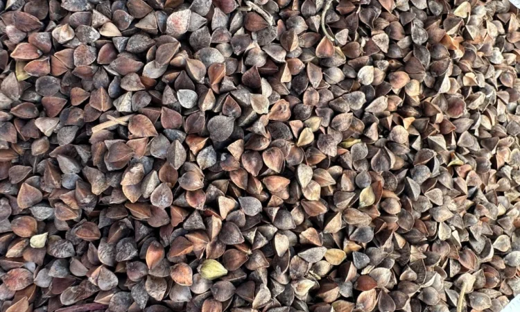 Закупівля зерна гречки у Луцьку - фото № 1