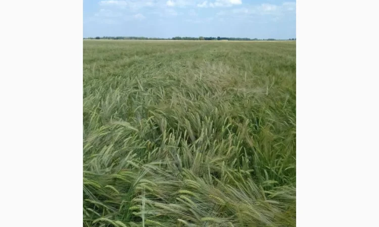 Продаж посівного ячменю сортів Кангу та Себастьян - фото № 2