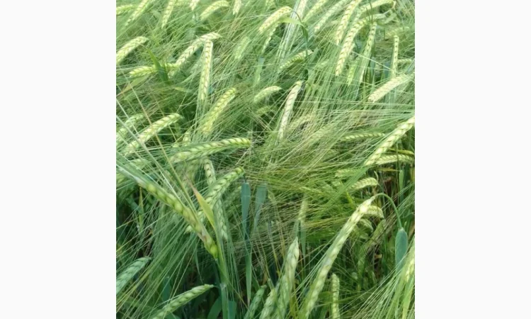 Продаж посівного ячменю сортів Кангу та Себастьян - фото № 3