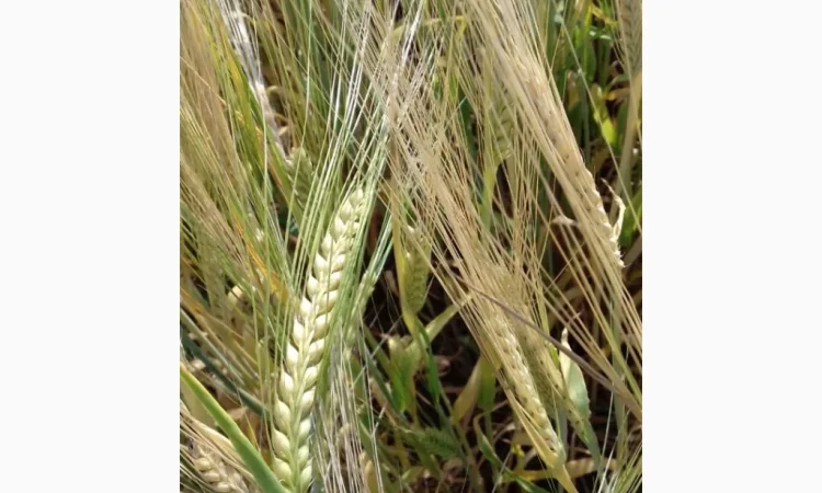 Продаж посівного ячменю сортів Кангу та Себастьян - фото № 4