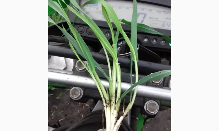 Продаж посівного ячменю сортів Кангу та Себастьян - фото № 5