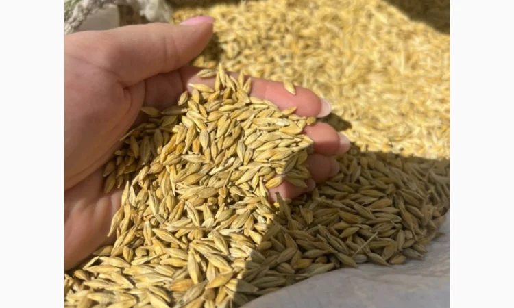 Продаж ячменю сорту Аверс - фото № 1