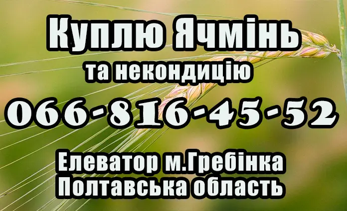 Закупка ячменя по высоким ценам в Полтаве - фото № 1
