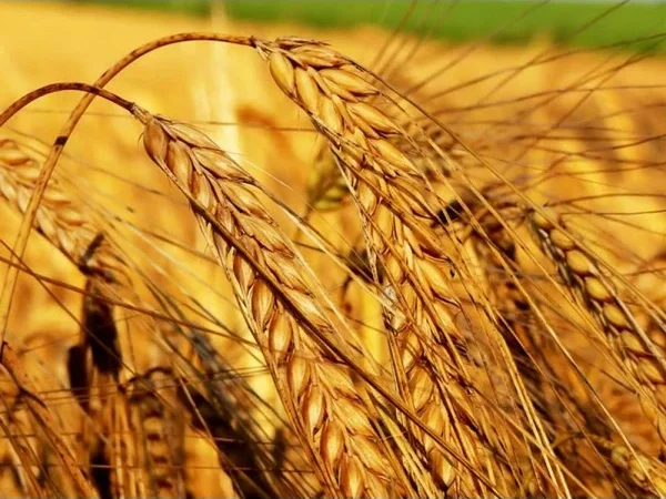 Яровой ячмень сорт МІП Шарм для продажи - фото № 1