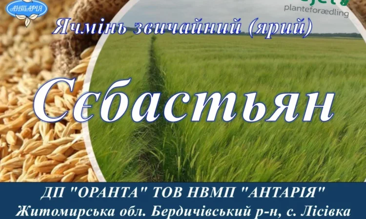 Продаю насіння ячменю Сєбастьян - фото № 1