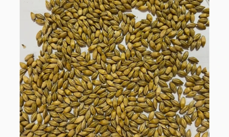 Куплю ячмень фуражный по хорошей цене - фото № 1