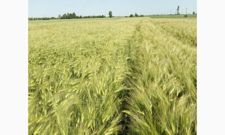 Насіння озимого ячменю Дев'ятий Вал - фото № 1