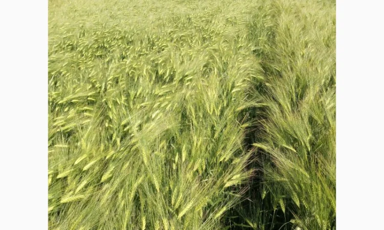 Насіння озимого ячменю Дев'ятий Вал - фото № 2