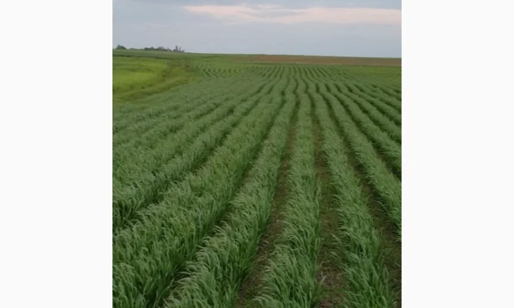 Насіння озимого ячменю Дев'ятий Вал - фото № 4