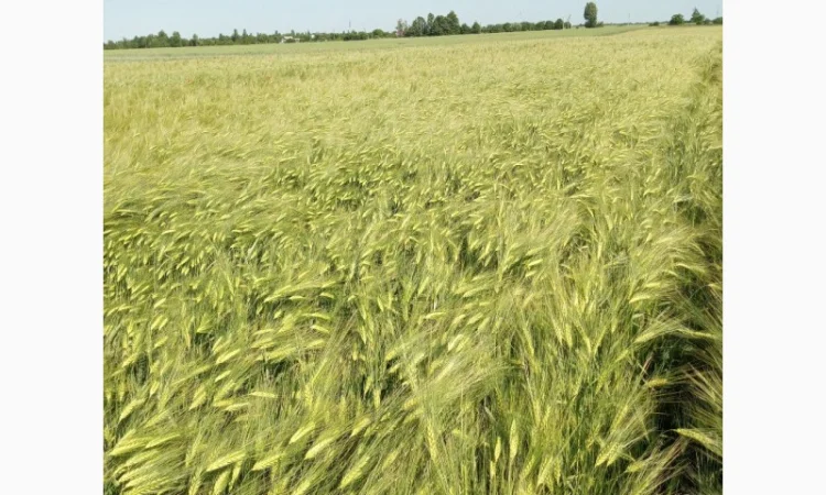Насіння озимого ячменю Дев'ятий Вал - фото № 5