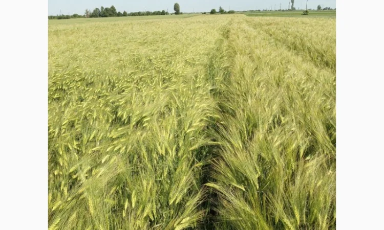 Насіння озимого ячменю Дев'ятий Вал - фото № 6