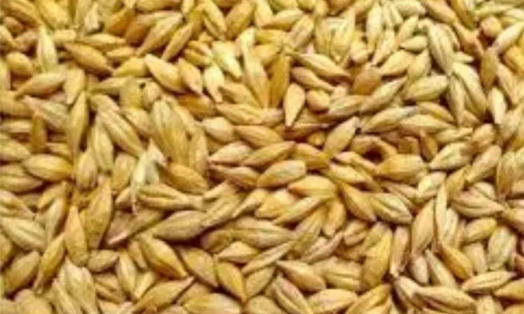 Покупка ярового ячменя урожая 2025 года - фото № 1