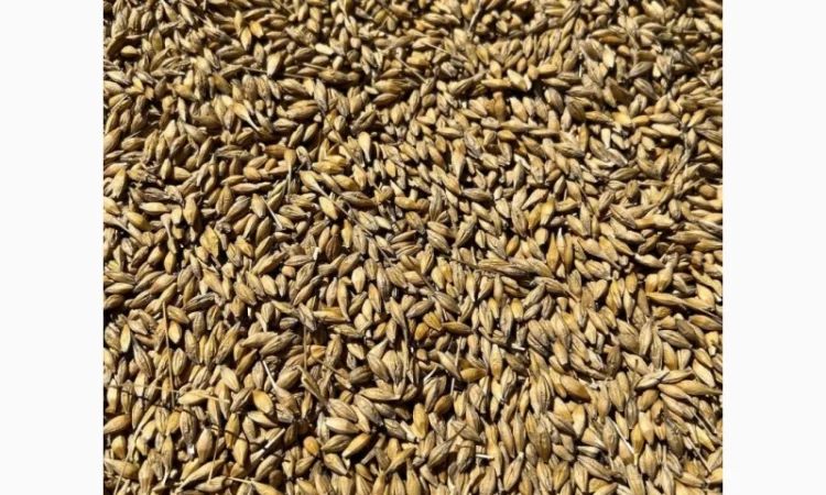 Продаж ячменю сорту Крісі - фото № 1