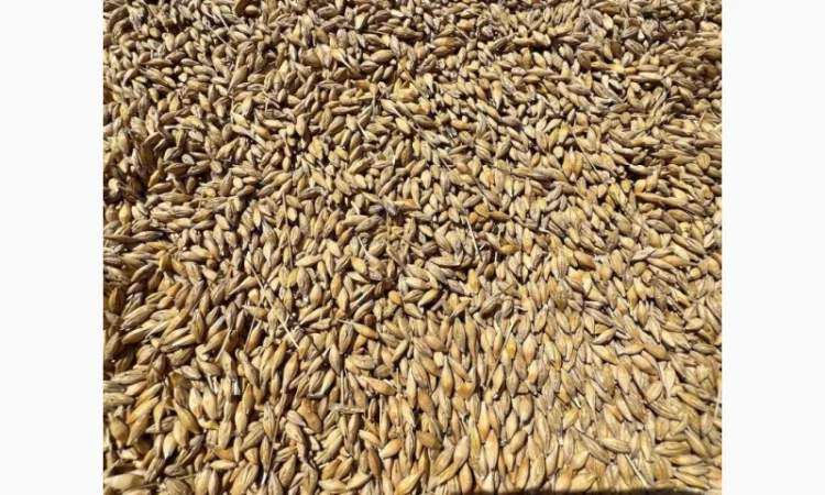 Продаж ячменю сорту Крісі - фото № 2