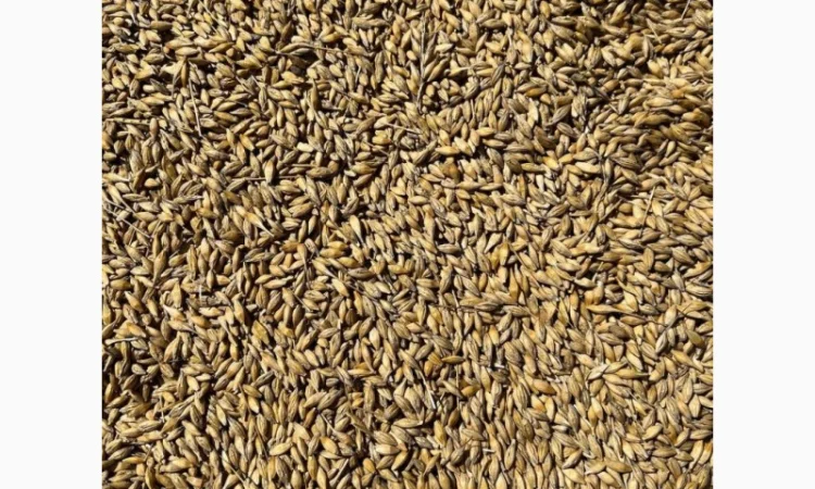 Продаж ячменю сорту Крісі - фото № 3