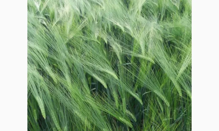 Продаж озимого ячменю NORMAN - фото № 1