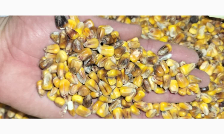 Продается кукуруза 25 тонн - фото № 3