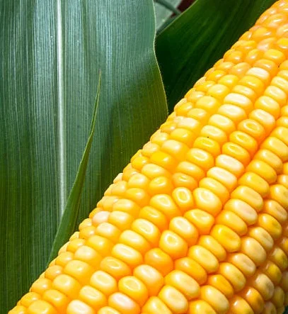 Кукуруза АР 18101 К для продажи - фото № 1