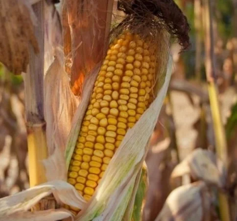 Кукуруза Южная на продажу - фото № 1