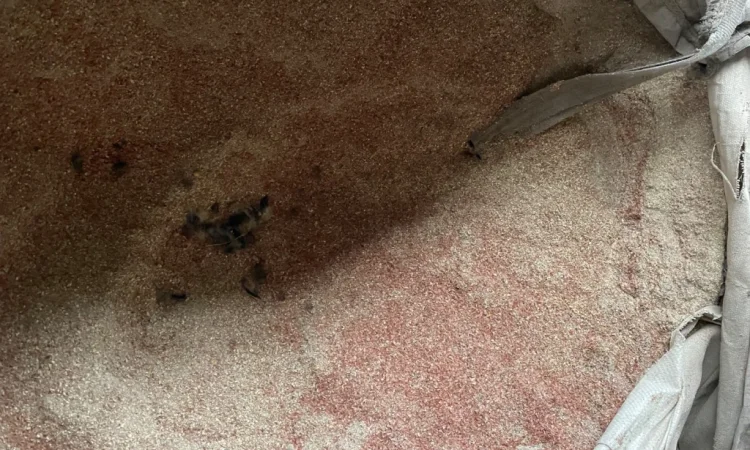 Відходи кукурудзи після сушки - фото № 3