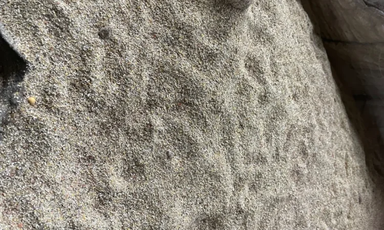 Відходи кукурудзи після сушки - фото № 4