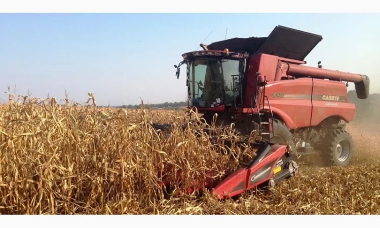 Покупка кукурудзи за вигідними цінами - фото № 1