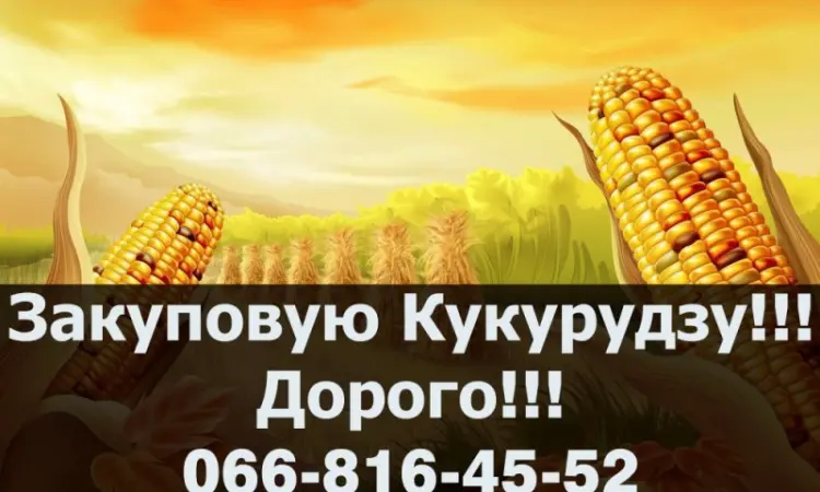 Закупівля кукурудзи оптом за конкурентними цінами - фото № 1