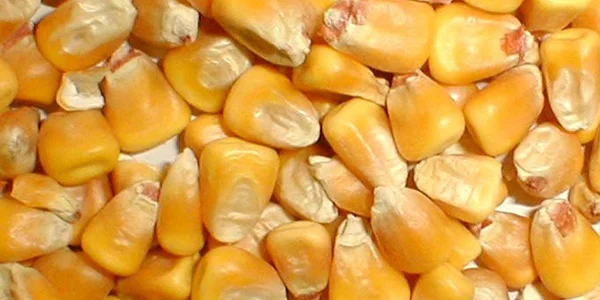 Кукурудза ДБ Тирас ФАО 180 – високий врожай - фото № 1