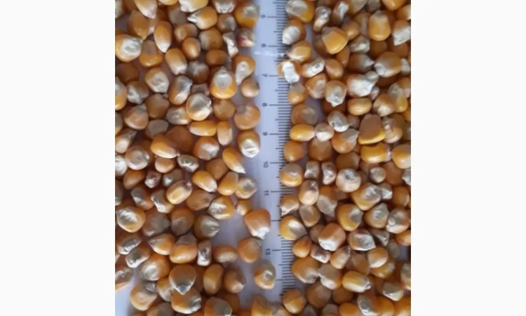 Фуражна кукурудза 2025 року врожаю - фото № 1