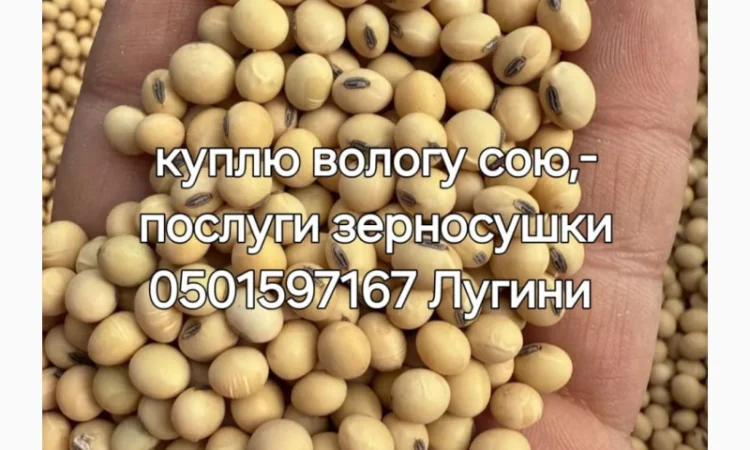 Купую вологу кукурудзу та сою - фото № 1