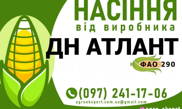 Гібрид кукурудзи ДН Атлант (ФАО 290) від виробника - фото № 1