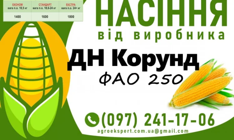 Насіння кукурудзи 2025 – гібрид ДН Корунд (ФАО 250) від виробника - фото № 1