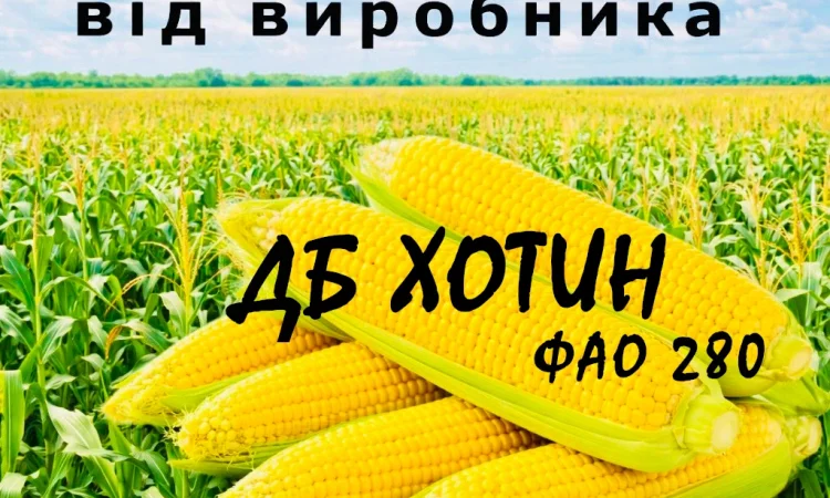 Насіння кукурудзи ДБ Хотин ФАО 280 від виробника Agro_Exprt - фото № 1