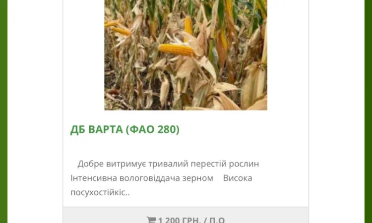 Насіння кукурудзи ДБ Варта від виробника - фото № 1