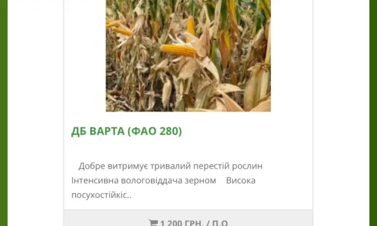 Насіння кукурудзи ДБ Варта від виробника - фото № 1