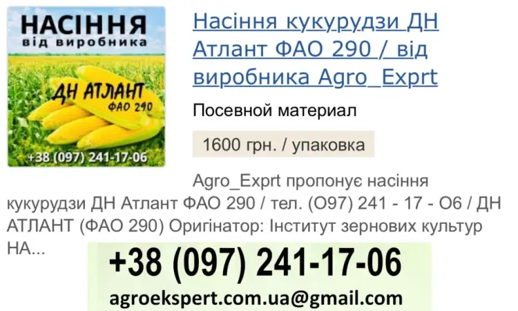 Насіння кукурудзи ДН Атлант (ФАО 290) від Agro_Exprt - фото № 1